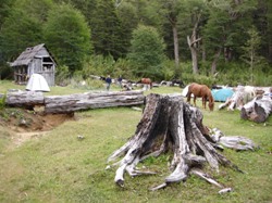 Campground in the forest on  the 7 day horseback trail ride in chilean andes
